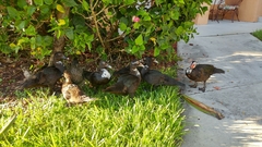 Cairina moschata domestica