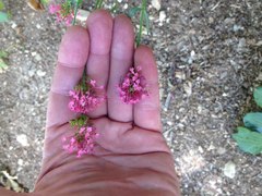 Centranthus ruber