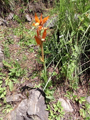 Dichromanthus aurantiacus