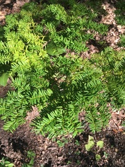 Taxus canadensis