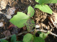 Cystiphora canadensis