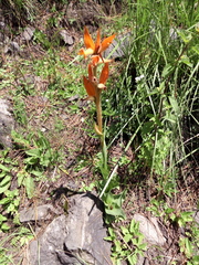 Dichromanthus aurantiacus