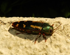 Buprestis rufipes