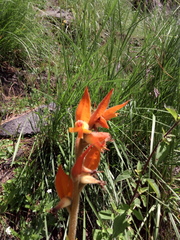 Dichromanthus aurantiacus