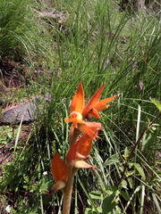 Dichromanthus aurantiacus