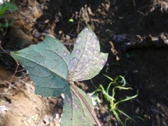 Cystiphora canadensis