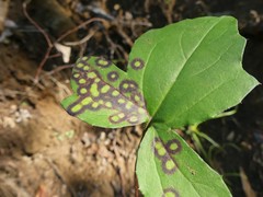 Cystiphora canadensis