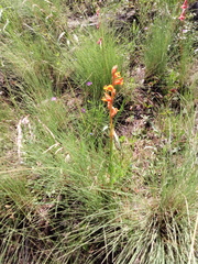 Dichromanthus aurantiacus