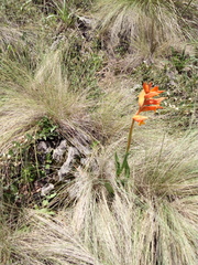 Dichromanthus aurantiacus
