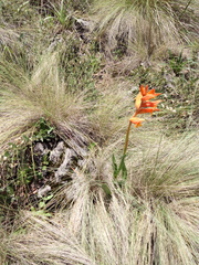 Dichromanthus aurantiacus