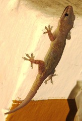 Hemidactylus frenatus