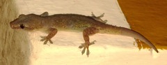 Hemidactylus frenatus