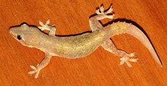 Hemidactylus frenatus