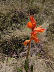 Dichromanthus aurantiacus