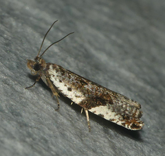 Ancylis mediofasciana