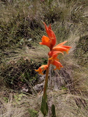 Dichromanthus aurantiacus