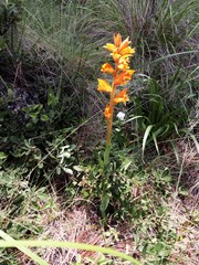 Dichromanthus aurantiacus