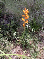 Dichromanthus aurantiacus