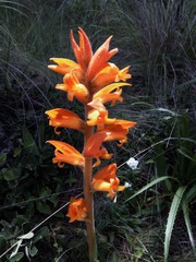 Dichromanthus aurantiacus