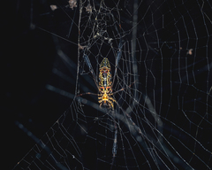 Trichonephila antipodiana