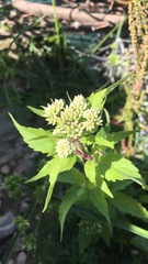 Eupatorium cannabinum