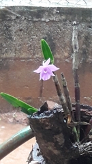 Dimerandra emarginata