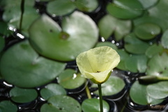Hydrocleys nymphoides