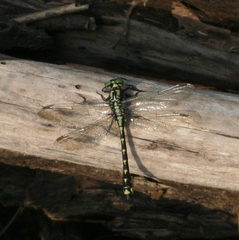 Shaogomphus schmidti