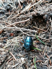 Trypocopris vernalis