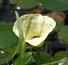 Hydrocleys nymphoides