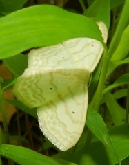 Scopula limboundata