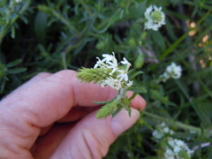 Dischisma ciliatum erinoides