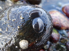 Chitonoidea