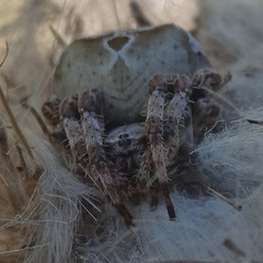 Araneus grossus