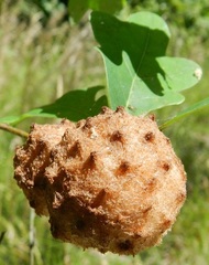 Callirhytis seminator
