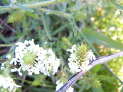 Dischisma ciliatum erinoides