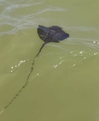 Pteroplatytrygon violacea