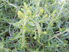 Dischisma ciliatum erinoides