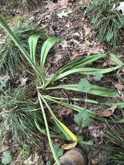 Hymenocallis occidentalis