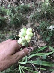 Hymenocallis occidentalis