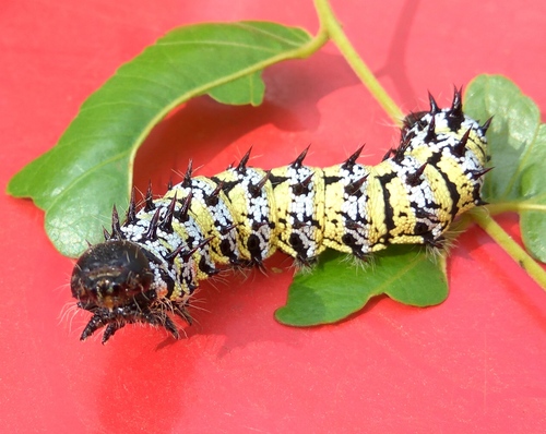 Mopane Worm