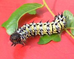 Gonimbrasia belina