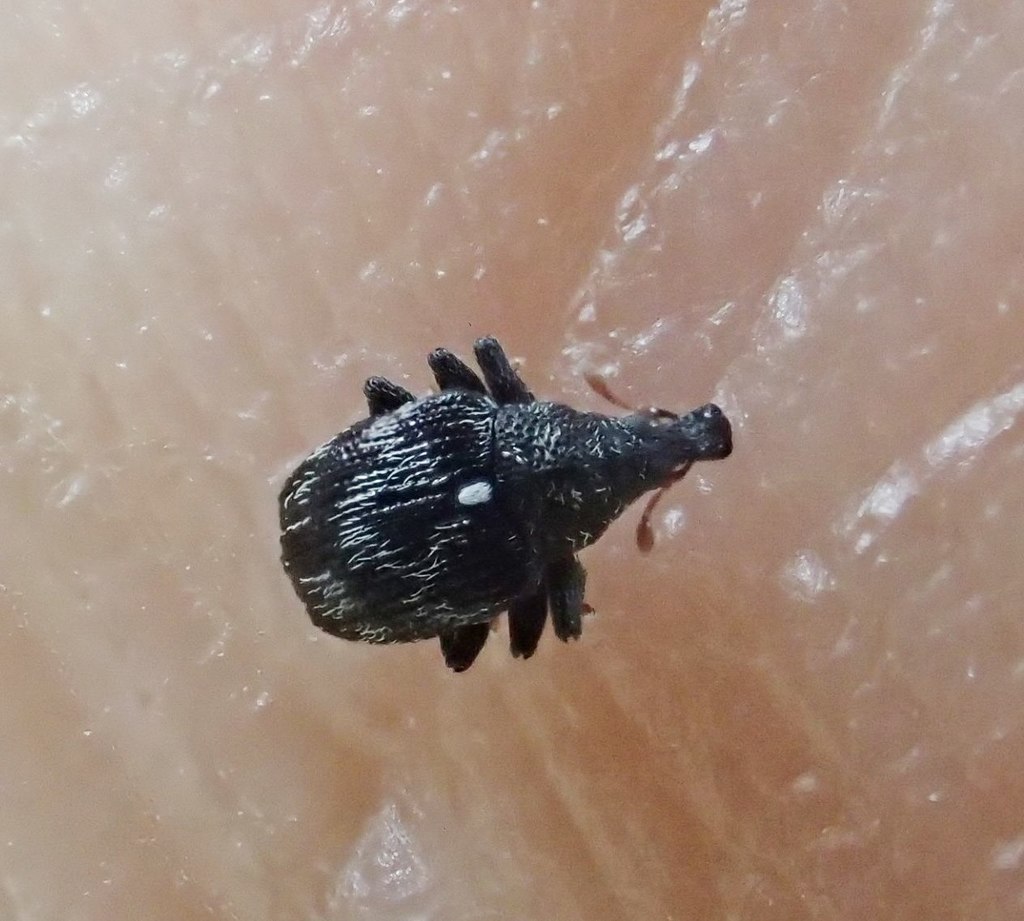 Piazorhinus