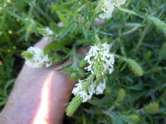 Dischisma ciliatum erinoides