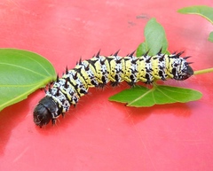 Gonimbrasia belina