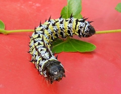 Gonimbrasia belina