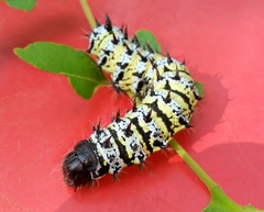 Gonimbrasia belina