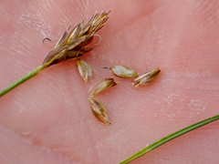 Carex nardina