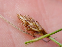 Carex nardina