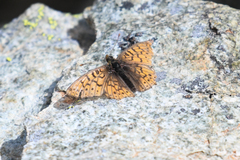 Boloria astarte
